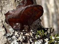 Auricularia auricula-judae
