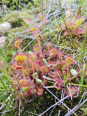 Drosera