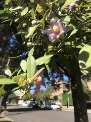 Lagunaria