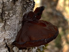 Auricularia auricula-judae