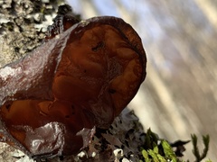 Auricularia auricula-judae