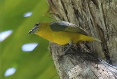 Euphonia chrysopasta