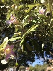 Lagunaria