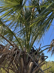Sabal palmetto