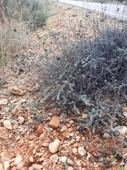 Santolina semidentata