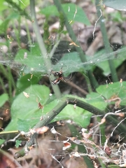 Frontinellina frutetorum