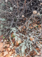 Santolina semidentata