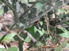 Frontinellina frutetorum