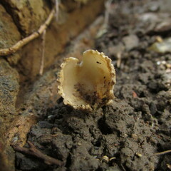 Tarzetta cupularis