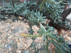 Santolina semidentata