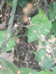 Frontinellina frutetorum