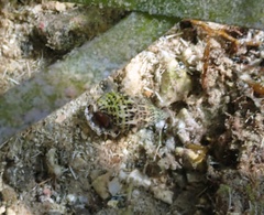 Cerithium litteratum