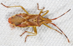 Gonocerus juniperi