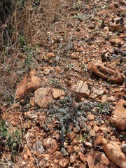 Santolina semidentata