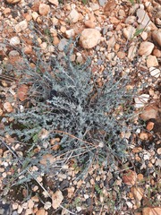 Santolina semidentata