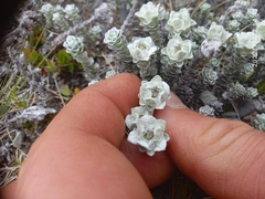 Leucogenes grandiceps