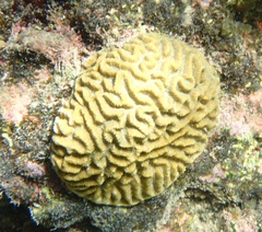 Pseudodiploria