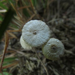 Crinipellis scabella