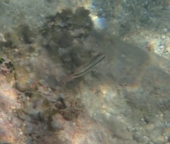 Halichoeres bivittatus