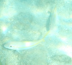 Mulloidichthys martinicus