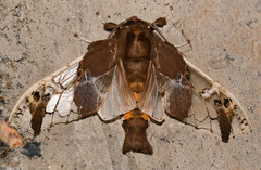 Parathyris semivitrea