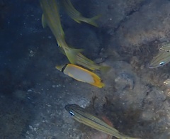 Chaetodon ocellatus