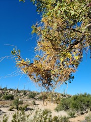 Cuscuta veatchii