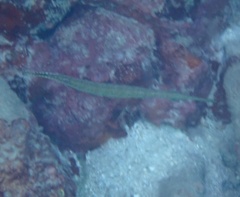 Aulostomus maculatus