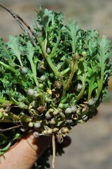 Nemophila pedunculata