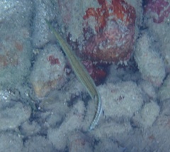 Aulostomus maculatus
