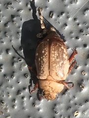 Anoplognathus concolor