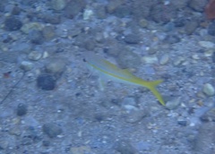 Mulloidichthys martinicus