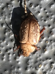 Anoplognathus concolor