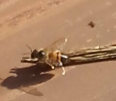 Apis mellifera