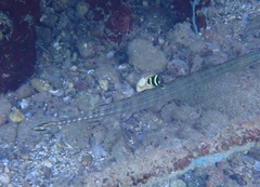 Aulostomus maculatus