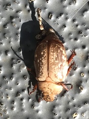 Anoplognathus concolor