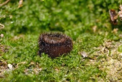 Trichophaeopsis paludosa