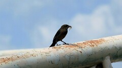 Chrysomus ruficapillus