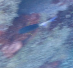 Stegastes partitus