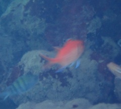 Myripristis jacobus