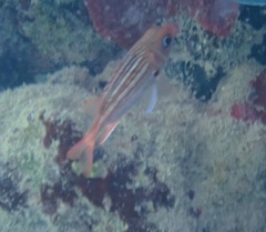 Neoniphon vexillarium