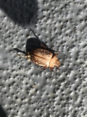 Anoplognathus concolor