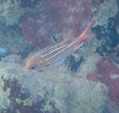 Neoniphon vexillarium