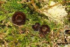 Trichophaeopsis paludosa