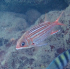Neoniphon vexillarium