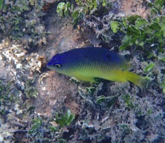 Stegastes leucostictus
