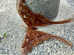 Coscinocera hercules