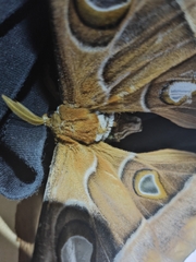 Coscinocera hercules