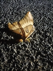 Coscinocera hercules