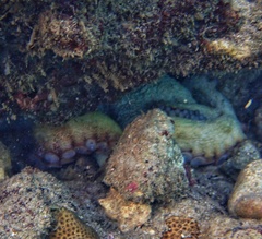 Octopus insularis